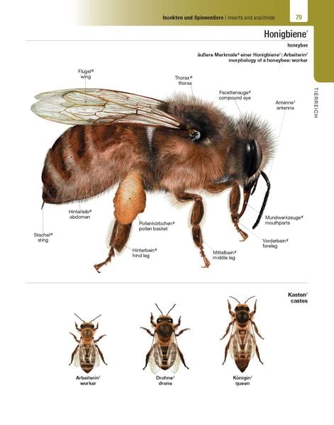 Langenscheidt Illustriertes Wörterbuch Englisch