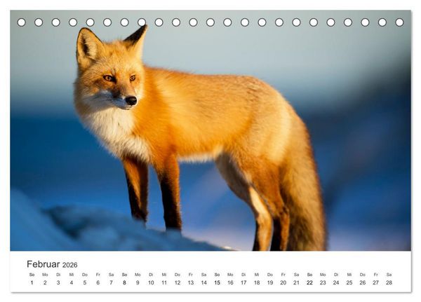 Produktbild: Flinke F&uuml;chse (Tischkalender 2026 DIN A5 quer), CALVENDO Monatskalender