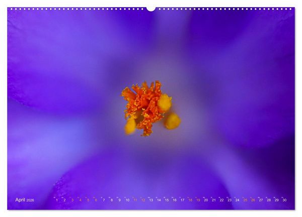Produktbild: DEEP INSIDE - Bl&uuml;tenmakros (hochwertiger Premium Wandkalender 2026 DIN A2 quer), Kunstdruck in Hochglanz