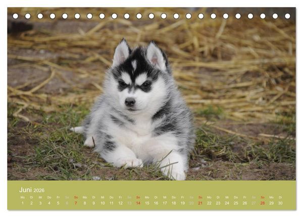 Produktbild: Husky Welpen (Tischkalender 2026 DIN A5 quer), CALVENDO Monatskalender