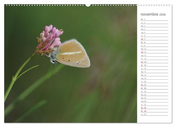 Produktbild: Dans le jardin des papillons (Calendrier mural 2026 DIN A2 vertical), CALVENDO calendrier mensuel