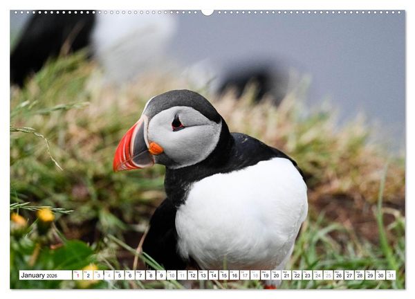 Produktbild: Puffins in Iceland (Wall Calendar 2026 DIN A2 landscape), CALVENDO 12 Month Wall Calendar