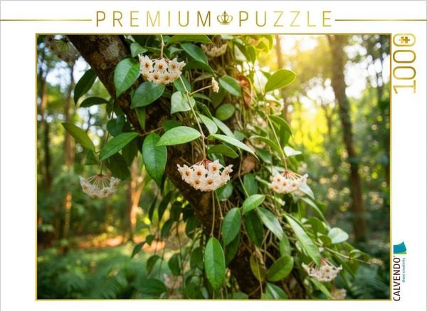 Produktbild: CALVENDO Puzzle Hoya carnosa - Porzellanblume in der Natur | 1000 Teile Lege-Gr&ouml;&szlig;e 64x48cm Foto-Puzzle f&uuml;r gl&uuml;ckliche Stunden