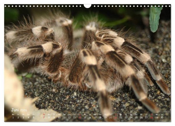 Produktbild: Vogelspinnen (Wandkalender 2026 DIN A3 quer), CALVENDO Monatskalender