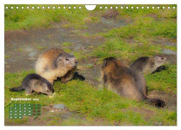 Produktbild: Gro&szlig;glockner wundersch&ouml;ne Berg- und Tierwelt (Wandkalender 2026 DIN A4 quer), CALVENDO Monatskalender