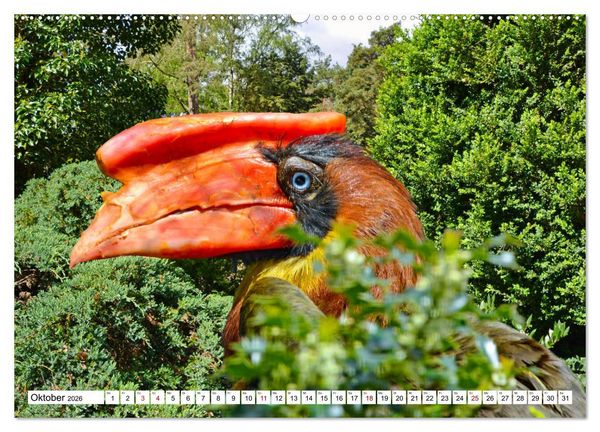 Produktbild: Bunte Vielfalt in der Vogelwelt (Wandkalender 2026 DIN A2 quer), CALVENDO Monatskalender