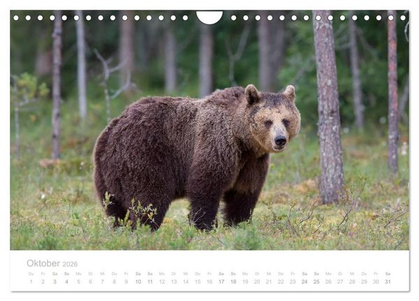 Produktbild: Braunb&auml;ren - pelzige Riesen in Finnlands W&auml;ldern (Wandkalender 2026 DIN A4 quer), CALVENDO Monatskalender