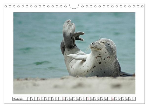 Produktbild: Seals on the Beach (Wall Calendar 2026 DIN A4 landscape), CALVENDO 12 Month Wall Calendar
