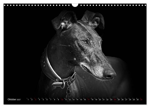 Produktbild: Galgo Espa&ntilde;ol - der spanische Windhund 2027 (Wandkalender 2027 DIN A3 quer), CALVENDO Monatskalender