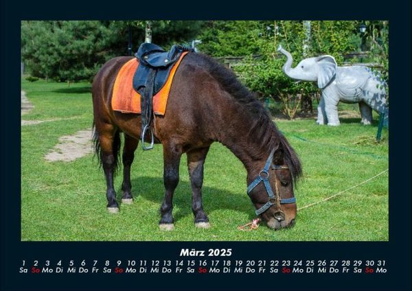 Produktbild: Pferdegefl&uuml;ster 2025 Fotokalender DIN A4