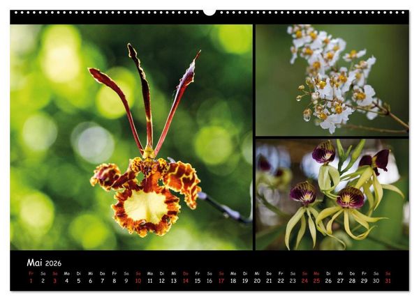 Produktbild: Dominikanische Republik Land & Leute (Wandkalender 2026 DIN A2 quer), CALVENDO Monatskalender