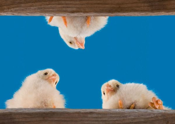 Produktbild: Postkartenblock Lustige Tiere