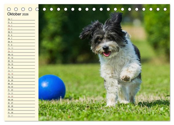 Produktbild: Havaneser - Herz auf 4 Pfoten (Tischkalender 2026 DIN A5 quer), CALVENDO Monatskalender