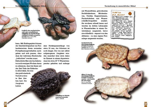 Produktbild: Die Schnappschildkr&ouml;te