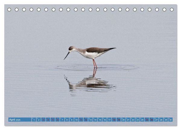 Produktbild: V&ouml;gel der Algarve (Tischkalender 2026 DIN A5 quer), CALVENDO Monatskalender