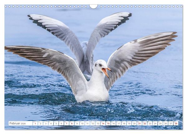 Produktbild: Aerorobaten - M&ouml;wen im Flug (Wandkalender 2026 DIN A3 quer), CALVENDO Monatskalender