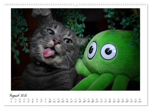 Produktbild: Die Launen der Katzen 2026 (hochwertiger Premium Wandkalender 2026 DIN A2 quer), Kunstdruck in Hochglanz