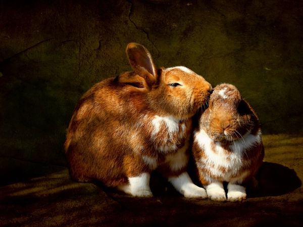 Produktbild: CALVENDO Puzzle Zwei Hasen | 1000 Teile Lege-Gr&ouml;&szlig;e 64x48cm Foto-Puzzle f&uuml;r gl&uuml;ckliche Stunden