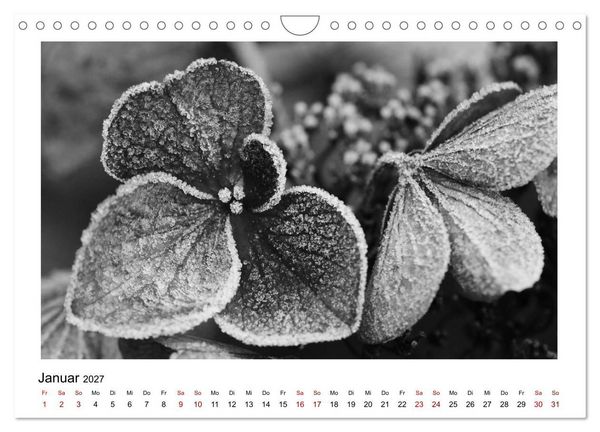 Produktbild: Die grafische Sch&ouml;nheit der Pflanzen &ndash; Schwarz-Wei&szlig; (Wandkalender 2027 DIN A4 quer), CALVENDO Monatskalender