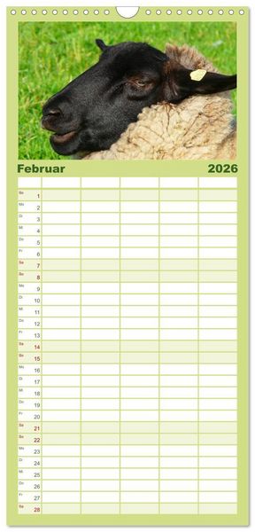 Produktbild: Familienplaner 2026 - Schafe mit 5 Spalten (Wandkalender, 21 x 45 cm) CALVENDO