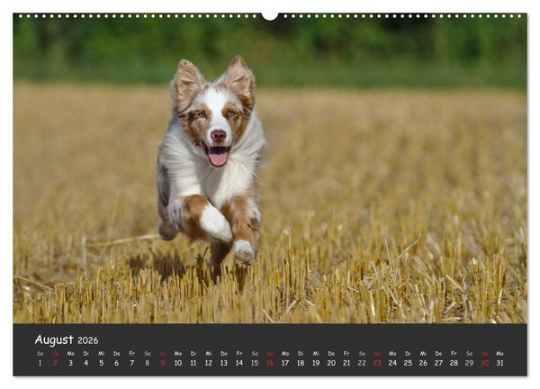 Produktbild: Australian Shepherd - Augenblicke (Wandkalender 2026 DIN A2 quer), CALVENDO Monatskalender