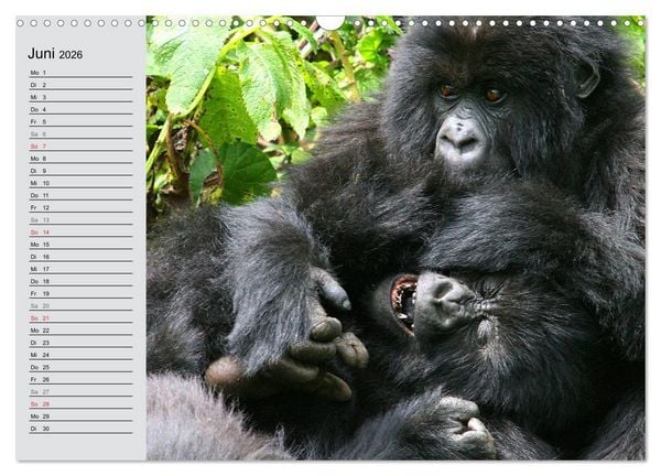 Produktbild: Berggorillas - die sanften Riesen (Wandkalender 2026 DIN A3 quer), CALVENDO Monatskalender