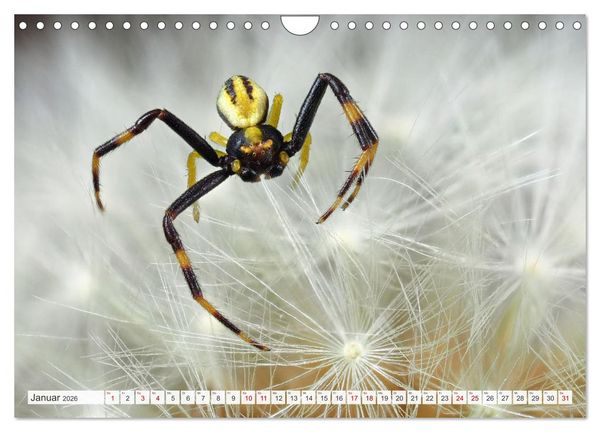 Produktbild: Nosferatu und Co. (Wandkalender 2026 DIN A4 quer), CALVENDO Monatskalender