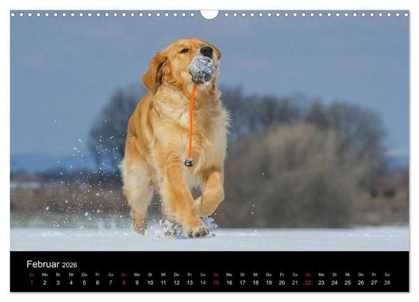 Produktbild: Golden Retriever - Ein Herz auf 4 Pfoten (Wandkalender 2026 DIN A3 quer), CALVENDO Monatskalender