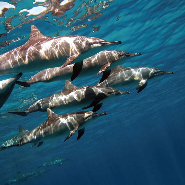 Produktbild: Dolphins/Delfine 2024