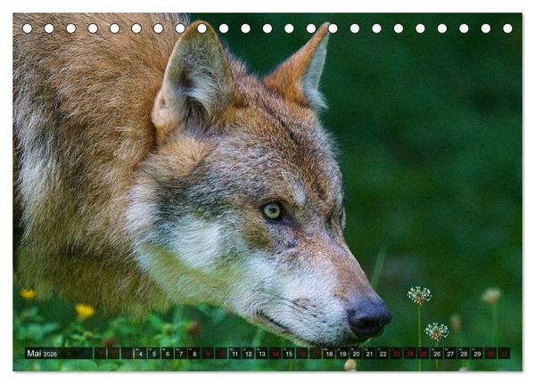 Produktbild: Begegnung mit dem Wolf (Tischkalender 2026 DIN A5 quer), CALVENDO Monatskalender