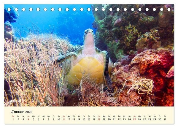 Produktbild: Faszination Meeresschildkr&ouml;ten (Tischkalender 2026 DIN A5 quer), CALVENDO Monatskalender