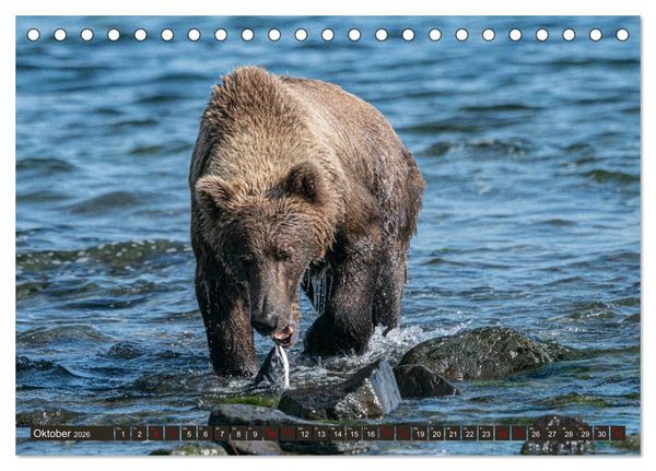Produktbild: Grizzlyb&auml;ren im Katmai Nationalpark Alaska (Tischkalender 2026 DIN A5 quer), CALVENDO Monatskalender