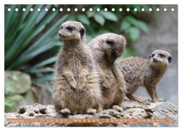 Produktbild: Erdm&auml;nnchen Familienbande (Tischkalender 2026 DIN A5 quer), CALVENDO Monatskalender