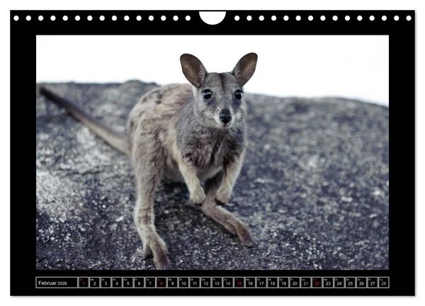 Produktbild: Australia Wildlife (Wandkalender 2026 DIN A4 quer), CALVENDO Monatskalender