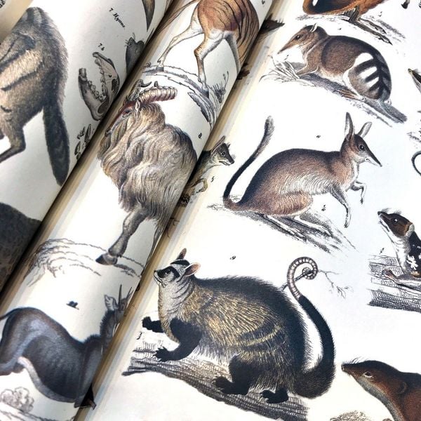 Produktbild: Fauna