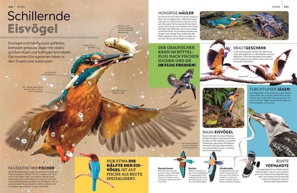 Produktbild: memo Wissen. Tiere