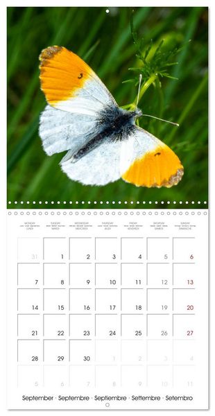 Produktbild: Natural beauty. Close-up insects (Wall Calendar 2026 12 &times; 12 Inch) CALVENDO 12 Month Wall Calendar