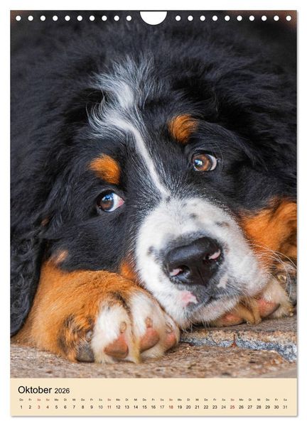 Produktbild: Schweizer Sennenhunde stellen sich vor (Wandkalender 2026 DIN A4 hoch), CALVENDO Monatskalender