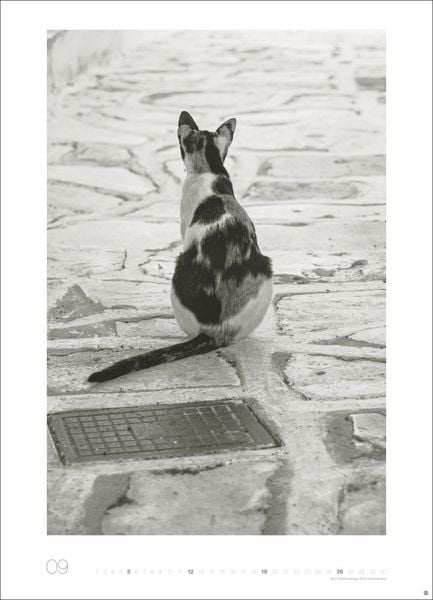 Produktbild: Cats Edition Kalender 2027