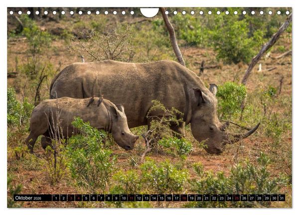 Produktbild: Afrikas Tierwelt: Nash&ouml;rner (Wandkalender 2026 DIN A4 quer), CALVENDO Monatskalender