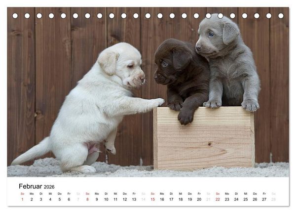 Produktbild: Labrador Welpen (Tischkalender 2026 DIN A5 quer), CALVENDO Monatskalender