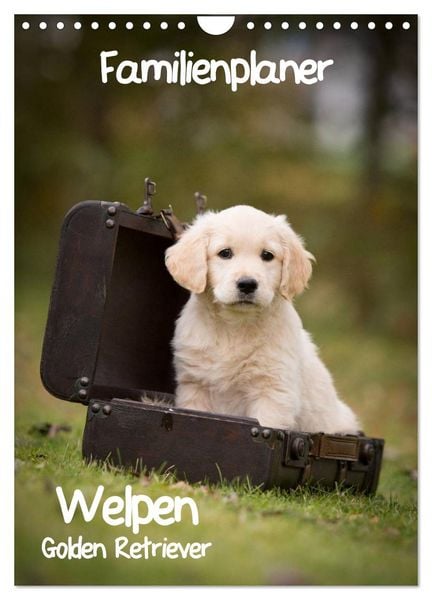 Familienplaner: Golden Retriever Welpen (Wandkalender 2026 DIN A4 hoch), CALVENDO Monatskalender