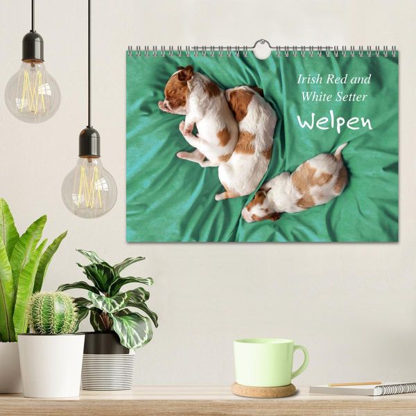 Produktbild: Irish Red and White Setter Welpen (Wandkalender 2026 DIN A4 quer), CALVENDO Monatskalender