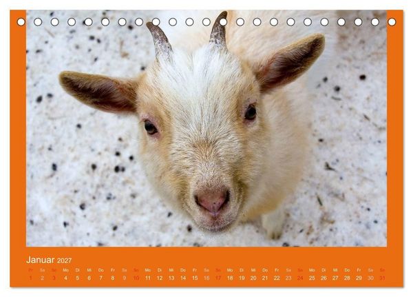 Produktbild: Tierkinder (Tischkalender 2027 DIN A5 quer), CALVENDO Monatskalender