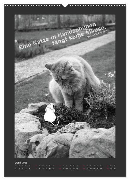 Produktbild: Katz & Maus (Wandkalender 2026 DIN A2 hoch), CALVENDO Monatskalender