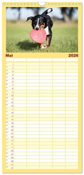 Produktbild: Familienplaner 2026 - Appenzeller Sennenhunde - Fr&ouml;hliche Kameraden mit 5 Spalten (Wandkalender, 21 x 45 cm) CALVENDO