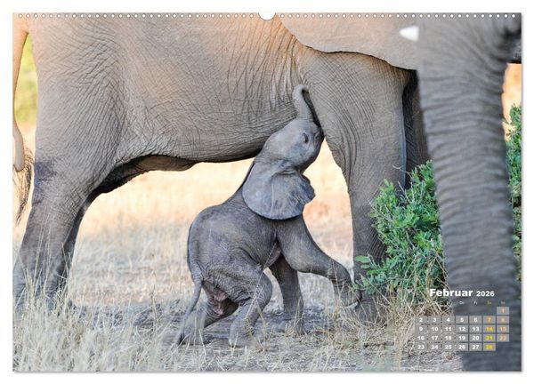 Produktbild: Babyelefanten (hochwertiger Premium Wandkalender 2026 DIN A2 quer), Kunstdruck in Hochglanz