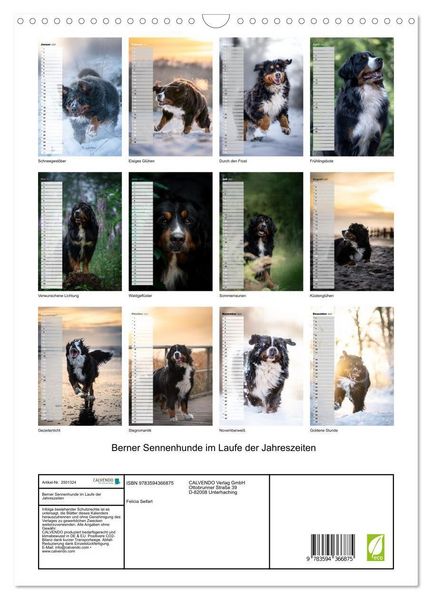 Produktbild: Berner Sennenhunde im Laufe der Jahreszeiten (Wandkalender 2027 DIN A3 hoch), CALVENDO Monatskalender