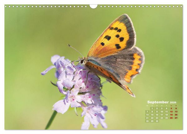 Produktbild: GEOclick Lernkalender: Portr&auml;ts einheimischer Schmetterlinge (Wandkalender 2026 DIN A3 quer), CALVENDO Monatskalender
