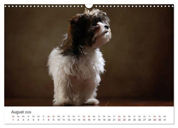 Produktbild: Welpenblicke (Wandkalender 2026 DIN A3 quer), CALVENDO Monatskalender